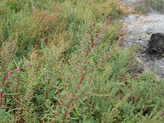 Suaeda australis