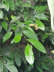 Ficus tinctoria gibbosa