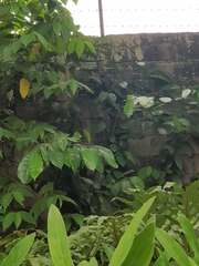 Ficus tinctoria gibbosa