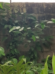 Ficus tinctoria gibbosa