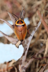 Ellipsidion reticulatum