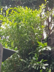 Ficus tinctoria gibbosa