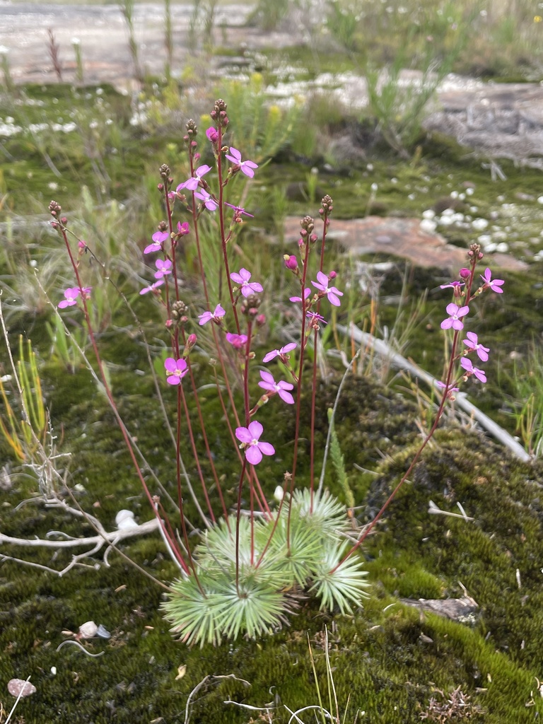 Narrow-leaved Triggerplant