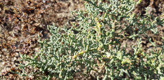 Salsoloideae