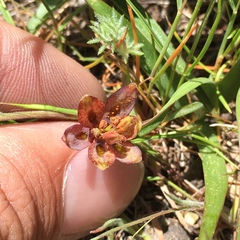 Fritillaria micrantha