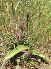 Fritillaria micrantha