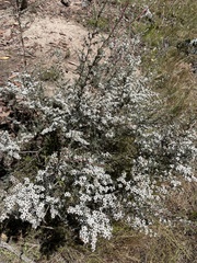 Leptospermum myrtifolium