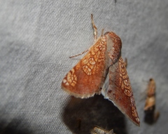 Eulymnia pulcherrima