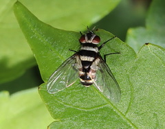 Trigonospila cingulata