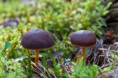 Gymnopus ocior
