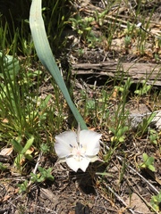 Calochortus minimus