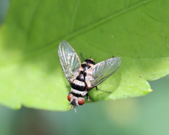 Trigonospila cingulata
