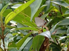 Rapala iarbus iarbus