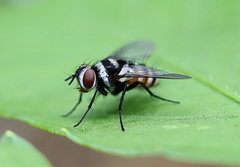 Trigonospila cingulata