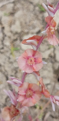Salsoloideae