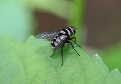 Trigonospila cingulata