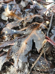 Fucus serratus