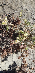 Salsoloideae