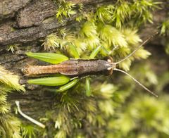 Methiolopsis geniculata