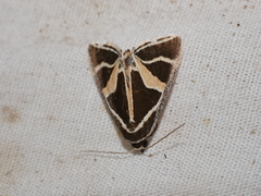 Xenogenes gloriosa