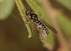 Docidomyia
