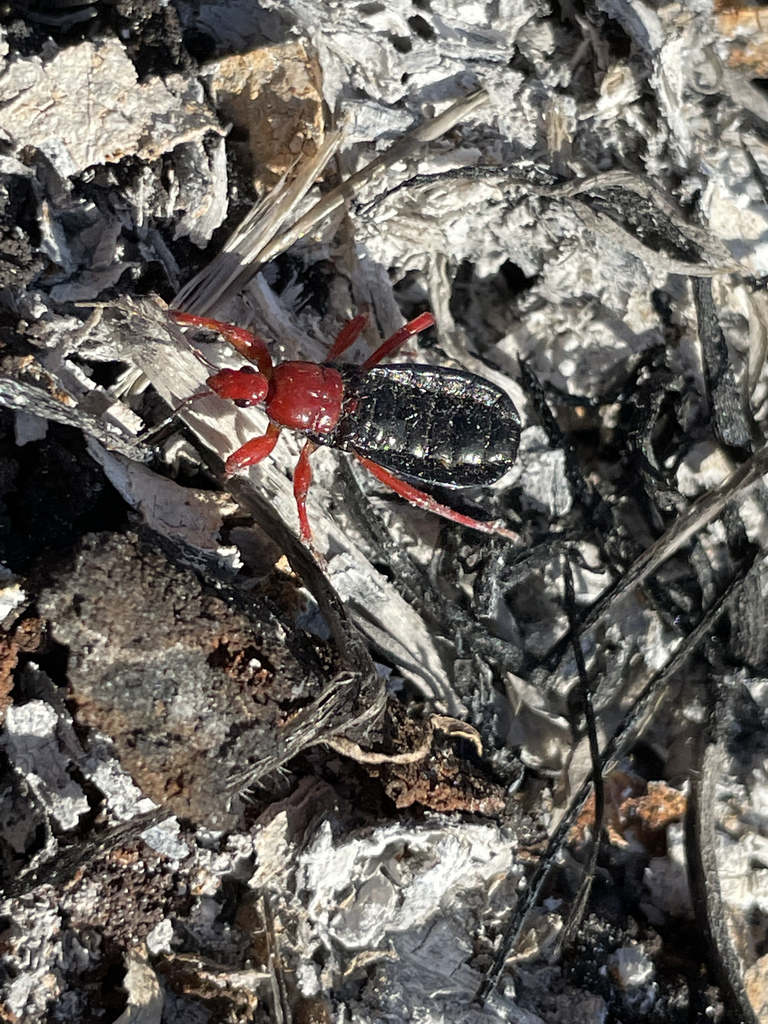 Voracious Assassin Bug