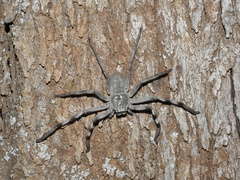 Holconia nigrigularis