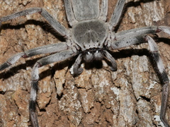 Holconia nigrigularis