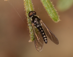 Docidomyia