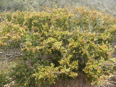 Quercus pacifica