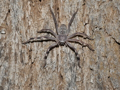 Holconia nigrigularis