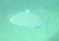 Ferdauia orthogrammus