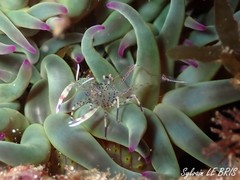 Periclimenes aegylios