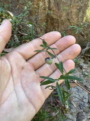 Billardiera longiflora