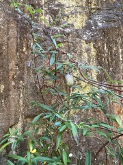 Billardiera longiflora