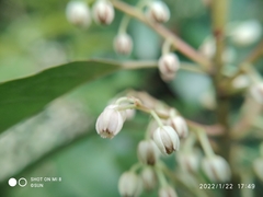 Elaeocarpus mastersii