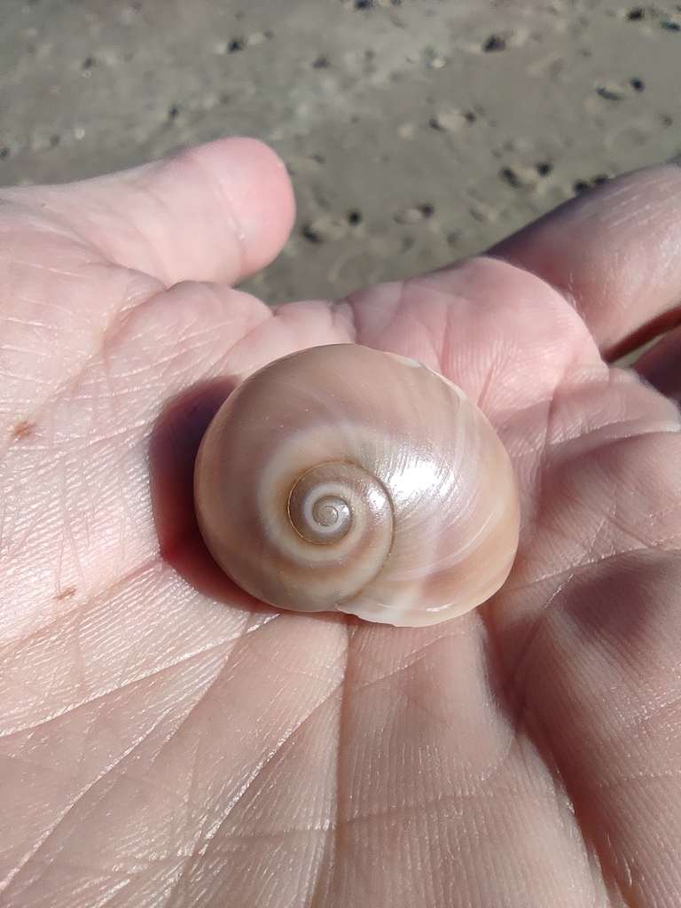 Josephine's moon snail