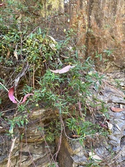 Billardiera longiflora