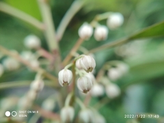 Elaeocarpus mastersii