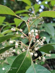 Elaeocarpus mastersii