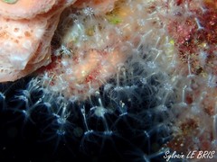 Sarcodictyon catenatum