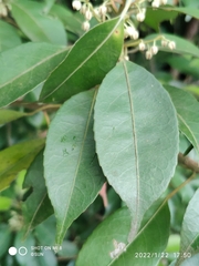 Elaeocarpus mastersii