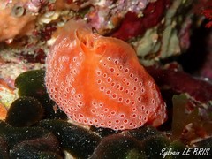 Aplidium elegans