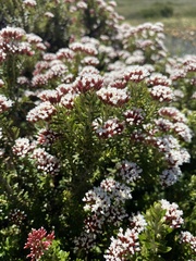 Ozothamnus alpinus