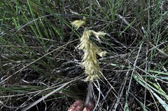 Holothrix scopularia