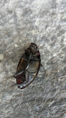 Hydrophilus piceus