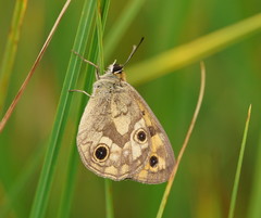 Heteronympha cordace
