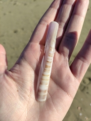 Ensis minor