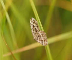 Chrysolarentia subrectaria
