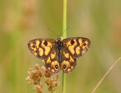 Heteronympha cordace